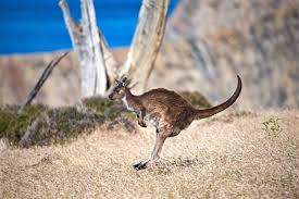📍kangaroo island @southaustralia @australia 📷 please tag #authenticki (or #eatdrinkki) to be featured with credit on our social channels or website. Species Feature Kangaroo Island Kangaroo Australian Wildlife Journeys