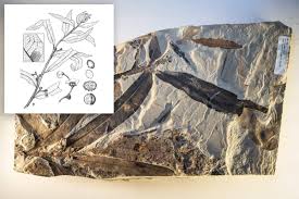 Image result for Oreophyton