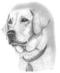 The artist breaks down the form into basic shapes in this video tut. Pencil Art Dog Drawing For Kids Animal Pencil Drawing