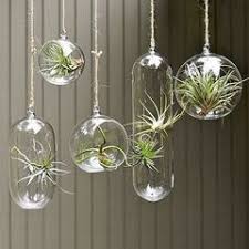 Wedding Decorations Hanging Glass Ball 7 5cm With Hole For Flowers Etc Bidorbuy Co Za Plant In Glass Air Plants Diy Hanging Air Plants