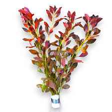 Image result for Ludwigia