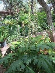 Check spelling or type a new query. Shade Plants For Central Texas Lisa S Landscape Design