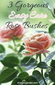 3 Gorgeous And Easy To Take Care Of Rose Bushes To Plant In Your Landscape Rosebush Roses Landscape F Planting Rose Bushes Rose Bush Rose Garden Landscape