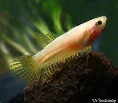 This betta fish has a brown body and yellow or orange fins and tails. Female Betta Fish For Sale Aquariumfish Net