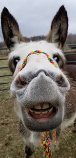 Feeling Blue Kiss A Donkey Cute Donkey Donkey Funny Laughing Animals
