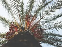 Vegetable palm oil is the most efficient crop in the world! Farmlandgrab Org Sime Darby Plantation Considers Exiting West Africa Palm Oil Operations Sources