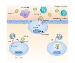 Human ccr5 is 352 amino acids (aa) in length with a predicted molecular weight of 40 kda. Ccr5 And Its Ligands A New Axis Of Evil Nature Immunology