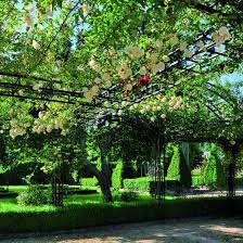 Clématite, glycine, rosier, vigne, lierre. Pergola Classique En Acier Pour Plantes Grimpantes Pergola Metal Vert