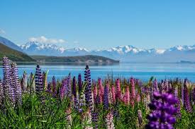 Lupinen begeistern durch ihre tollen farben viele hobbygärtner. Lupinen In Neuseeland Wo Ihr Sie Sehen Konnt Und Wann