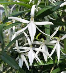 Image result for Summerhayesia zambesiaca