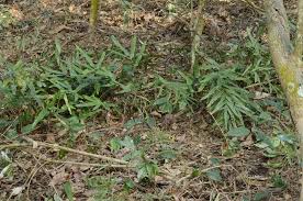 Image result for Lindsaea ensifolia
