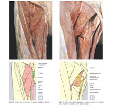 If you are a vi. Medial Compartment Of The Thigh Anatomy Pediagenosis