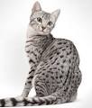 Egyptian Mau Kittens for Sale & Cats for Adoption ...