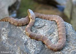 Jun 04, 2019 · identification of snakes in georgia. Cottonmouth Vs Water Snake What Is The Difference Animal Hype