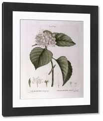 Image result for Volkameria