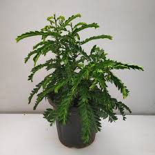 Image result for Phyllanthus amarus