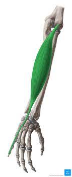 It arises from the common extensor tendon by a thin tendinous slip and frequently from the intermuscular septa between it and the adjacent muscles. Musculus Extensor Digiti Minimi Anatomie Und Klinik Kenhub