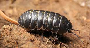 They are scavengers and feed on decaying plant materials, young plants, and pill bugs often get into homes through spaces found at the bottom of doors, gaps around utility. To Make Female Pill Bugs Just Add Bacterial Genes Science News