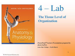 Ppt 4 Lab The Tissue Level Of Organization Powerpoint
