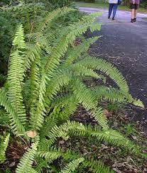 Image result for Nephrolepis acutifolia
