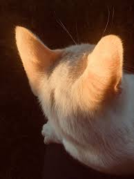 See more ideas about brown cat, cats, cats and kittens. Pin On G A T T O