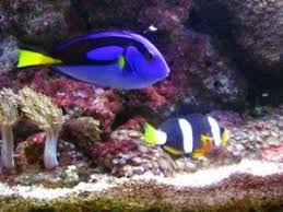 Aquariums For Sale Aquariums For Sale Aquarium Systems Fish Pet