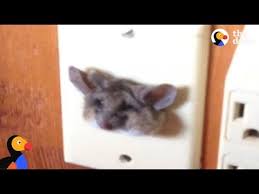We did not find results for: Kangaroo Rat Stuck In Outlet Rescued The Dodo Youtube