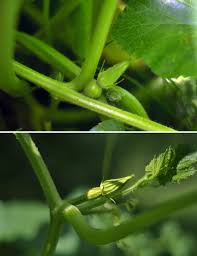 Squashes have separate male and female flowers. The Summer Sex Life Of Squash How To Tell Between Male And Female Squash Blossoms Kitchn