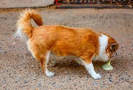 A Que Se Debe El Vomito De Bilis En Los Perros