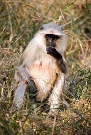 7 Fun Facts On The Gray Langur India S Most Widespread Monkey Slow Loris Monkey Spider Monkey