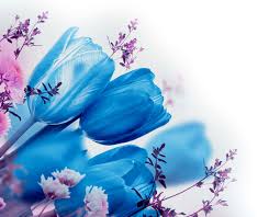 Download and use 100,000+ blue flowers stock photos for free. Free Photo Blue Flowers Blooming Flower Fragrance Free Download Jooinn