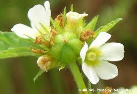 Image result for Melochia corchorifolia