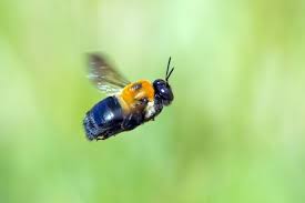 Do Carpenter Bees Sting Do Carpenter Bees Sting Bee Sting Carpenter Bee