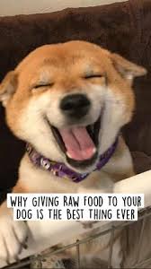 Free returns high quality printing fast shipping 150 Best Dogs Ideas In 2021 Dogs Best Dogs Dog Lovers