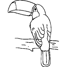 Check spelling or type a new query. Toucan Coloring Sheet