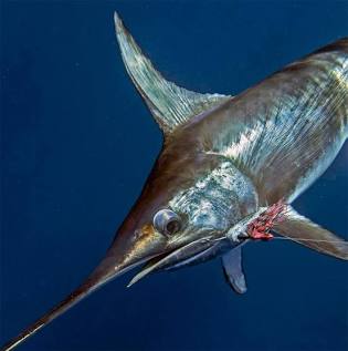 Broadbill Swordfish (Xiphias gladius), AI generated