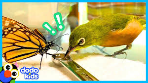 Check spelling or type a new query. Anything Can Happen When You Live In A House Full Of Birds Animal Videos For Kids Dodo Kids Youtube