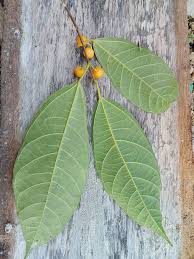 Image result for Ficus oreodryadum