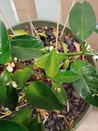 We did not find results for: Key Lime Tree Leaves Turning Yellow And Falling Off Twig Die Back