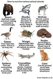 Imgur Animal Attack Deadly Animals Wild Animals Attack