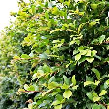 Full sun or part shade edible fruit psyllid resistant. Syzygium Australe Backyard Bliss Pbr Warners Nurseries