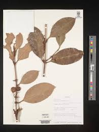 Image result for Garcinia kingaensis