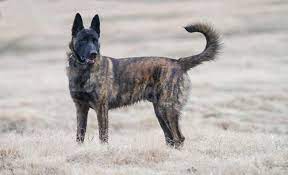 Dutch Shepherd Full Profile History And Care