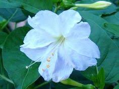 Maybe you would like to learn more about one of these? 44 Four O Clock Flowers Ideas Clock Flower Four O Clock Flowers