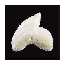 Download 1,986 shark teeth free vectors. Tiger Shark Tooth Photograph By Geoff Kidd Science Photo Library
