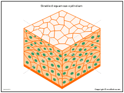 About press copyright contact us creators advertise developers terms privacy policy & safety how youtube works test new features press copyright contact us creators. Stratified Squamous Epithelium Illustrations
