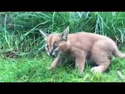 Caracat, california » los angeles. 6 Week Old Caracal Kittens Venture Outside With Mom Youtube