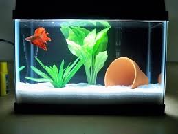 A 2 5 Gallon Tank With A Beautiful Betta This Is A Small Tank But It S Big Enough To Be Heated Safely And The Bet Betta Aquarium Fish Tank Themes Betta Tank