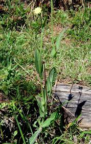 Image result for Sonchus friesii