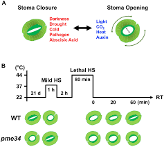 Maybe you would like to learn more about one of these? Frontiers Pectin Methylesterases Cell Wall Remodeling Proteins Are Required For Plant Response To Heat Stress Plant Science